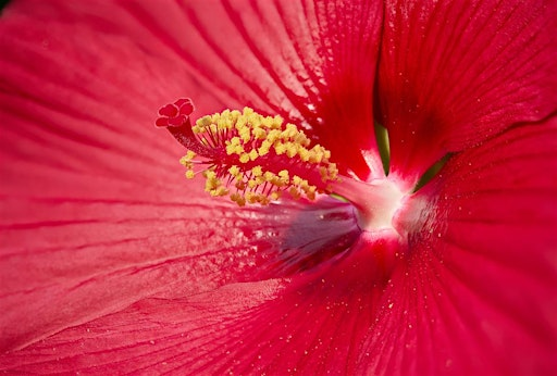 Flower Photography Workshop | Blithewold Manor, Gardens & Arboretum