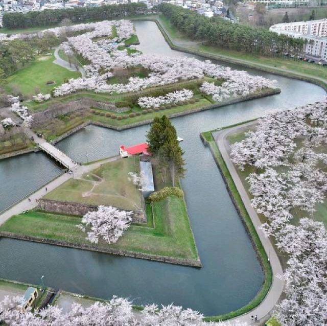 五陵郭公園五星芒櫻花道