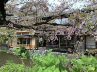 京都　KYOTO SAKURAめぐり❗️祇園白川の桜に感動❗️