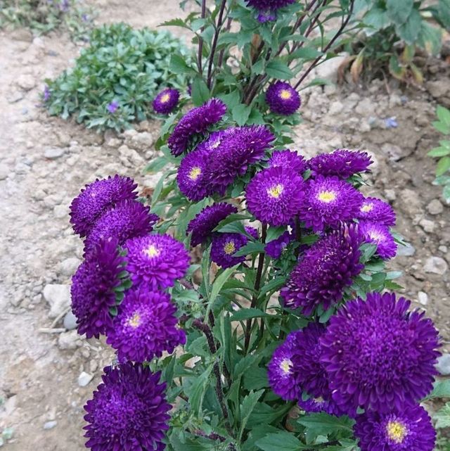 台北花博公園