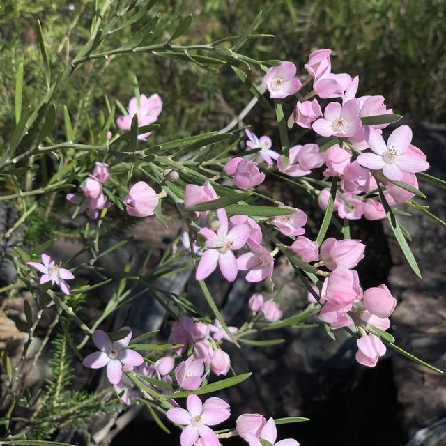 NSW bushwalking and wildflower 