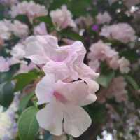 三重菜寮捷運站