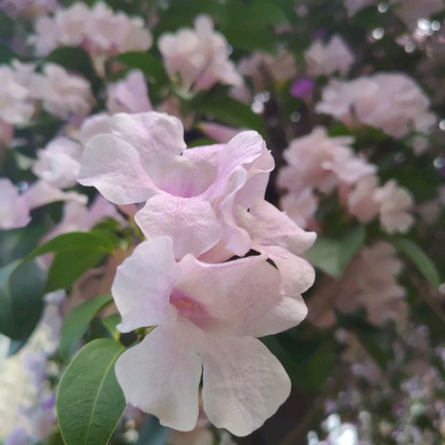 三重菜寮捷運站