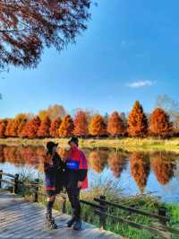 반영이 아름다운 담양 관방제림🤎11월말까지 예쁠거예요🍂