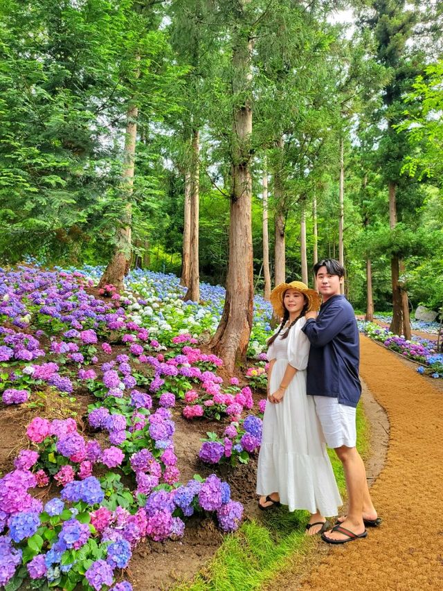 동화속 수국정원, 전남 보성 소통의숲 윤제림🌸