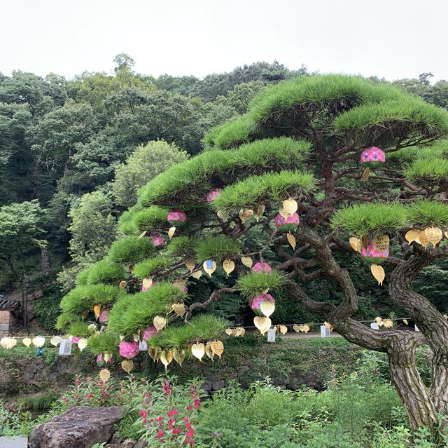 [공주 고즈넉한 사찰, 마곡사]