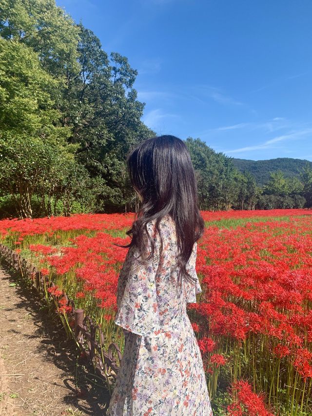 고창 선운사(꽃무릇 천국!)