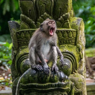 Monkey Forest, Bali | Trip.com Bali Travelogues