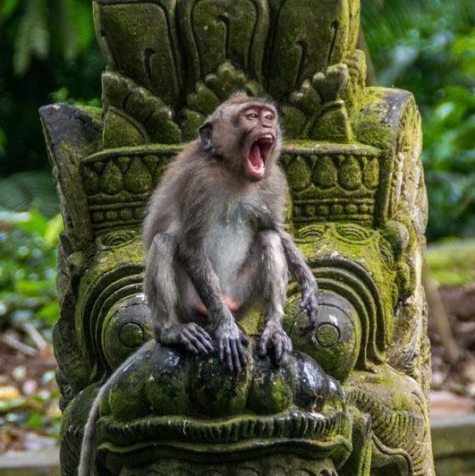 Monkey Forest, Bali