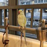 寵物嘉年華 🦜🐕🐿🦫🐕