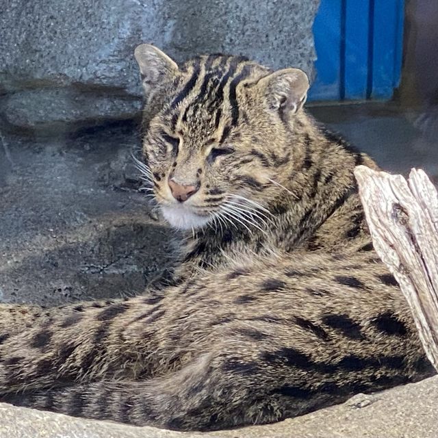 【週末の旅】鳥羽水族館