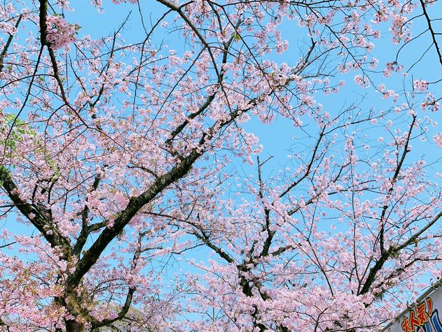さくらひらひら