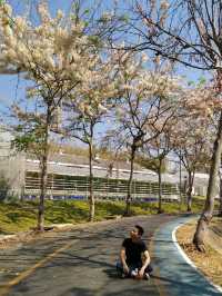 สวนพฤกษศาสตร์ เชียงใหม่ 