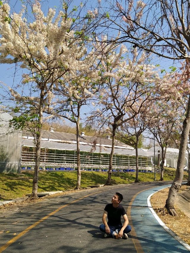 สวนพฤกษศาสตร์ เชียงใหม่ 