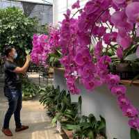 Calling Orchid Lovers! 