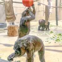 冬の円山動物園・チンパンジー館