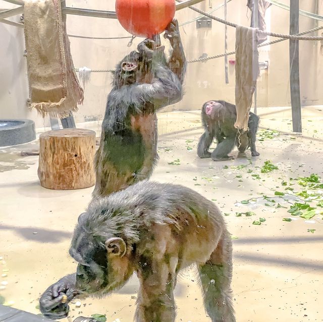 冬の円山動物園・チンパンジー館