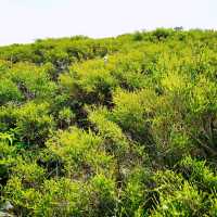 隱世山脈白虎山