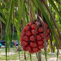 Pandan Laut Beach Redort
