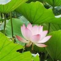 上水虎地坳、河上鄉賞花遊蹤