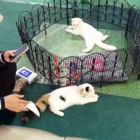Cutie Animals @ Mojo Mini Farm Roadshow