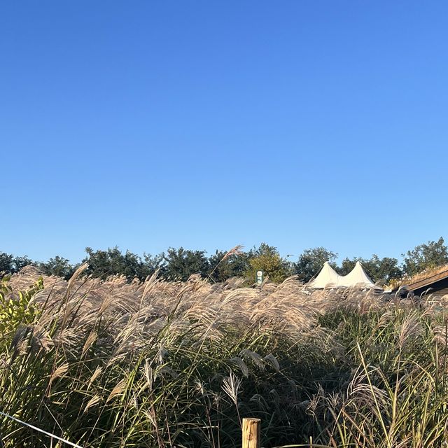 노을 맛집 억새 가득한 “하늘공원”🌾💛