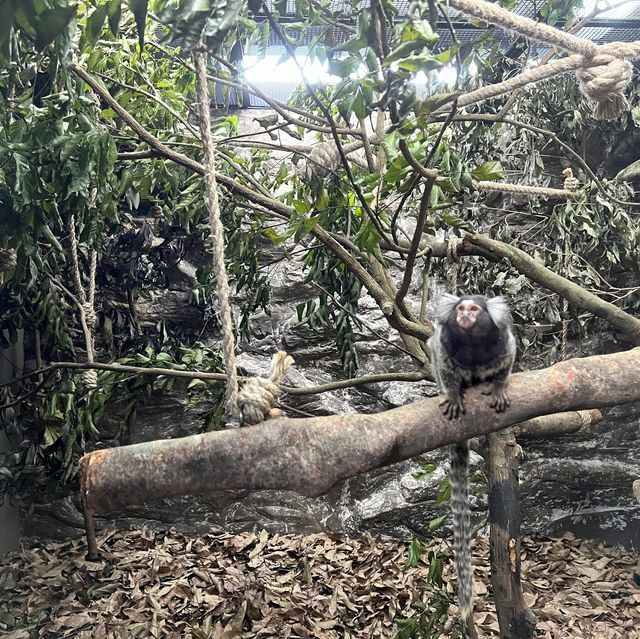 同小朋友去睇動物🤓