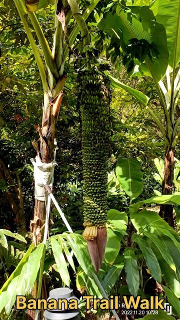 Banana Trail Walk