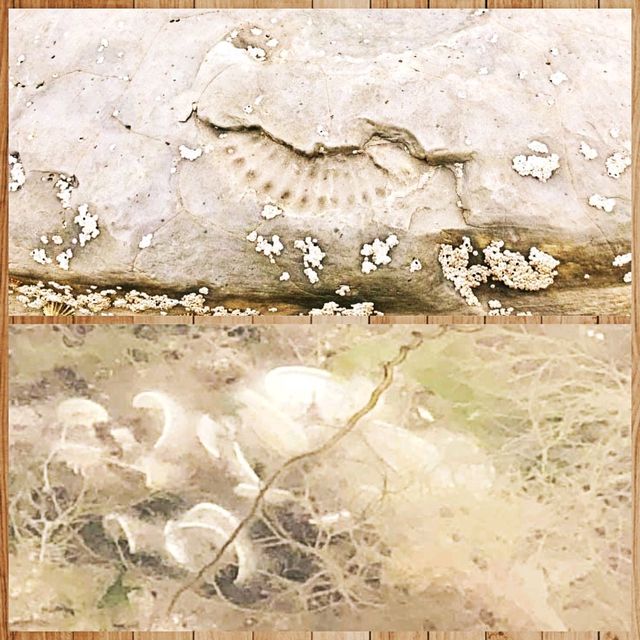 凡人去考古～英國南部Jurassic Coast