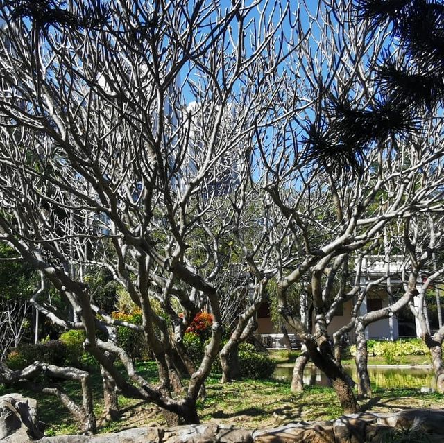 紅葉🍁打卡（青衣公園）市區內既紅葉交通超方便