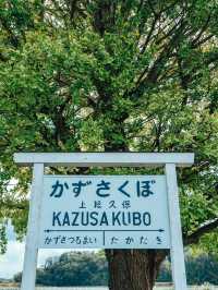 大銀杏と小湊鉄道が同時に見れる 上総久保駅