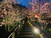 阿里山石棹步道群-櫻之道