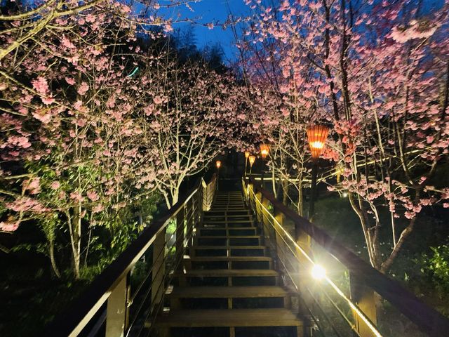 阿里山石棹步道群-櫻之道