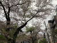 京都　KYOTO SAKURAめぐり！四条通りから南座まで散策してみた！