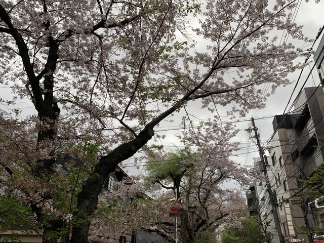 京都　KYOTO SAKURAめぐり！四条通りから南座まで散策してみた！