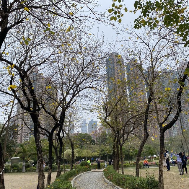 黃橙花風鈴木盛放｜市區賞花好去處