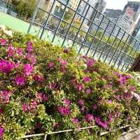 ［維多利亞公園］- 賞花好時機🌸🌺💐
