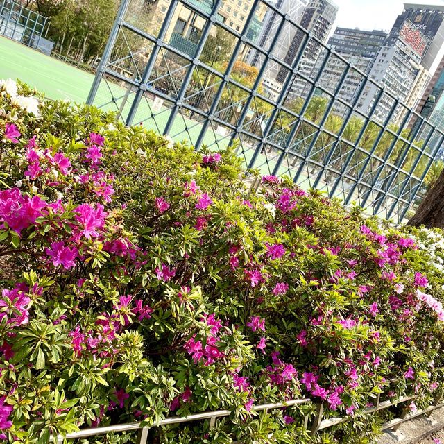 ［維多利亞公園］- 賞花好時機🌸🌺💐