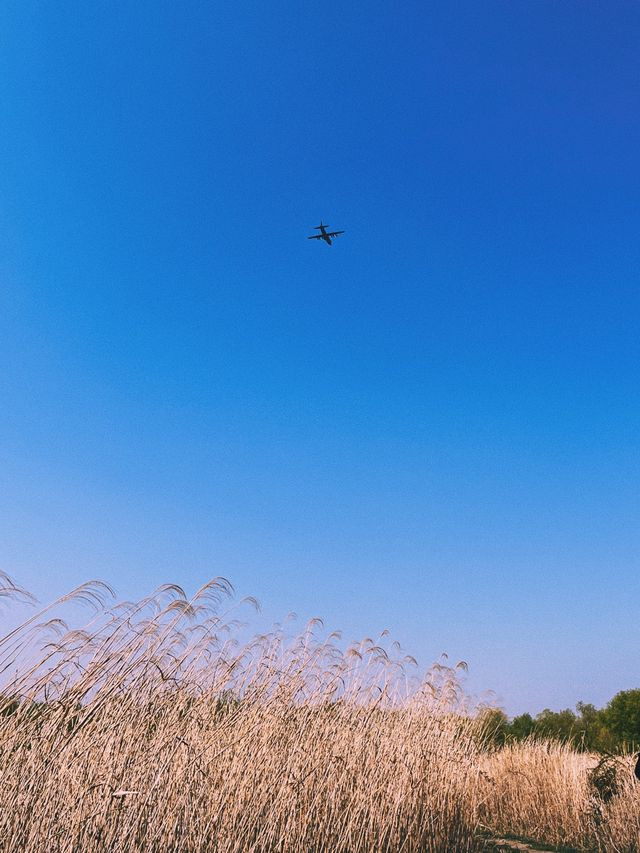 부산 벚꽃나라 자연탐방 ‘삼락생태공원’ 🌱