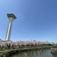 北海道　五稜郭タワーと桜