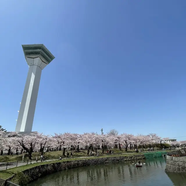 北海道　五稜郭タワーと桜