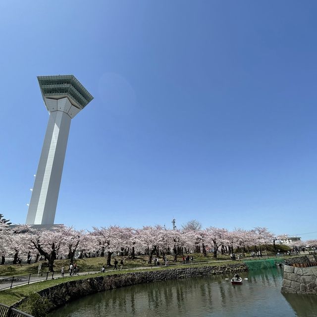 北海道　五稜郭タワーと桜