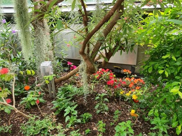 St. Louis Zoo - Flower Spotting