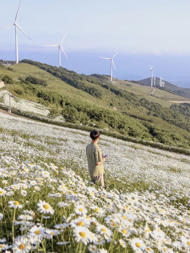 🌹라비앙로즈 6월 여행지 추천 ; 평창 육백마지기 샤스타데이지 