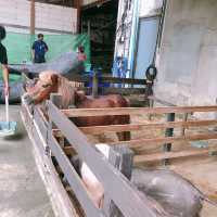 พาไปชิค สวนสัตว์พาต้า🐑