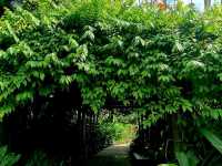 Nature Tranquil 