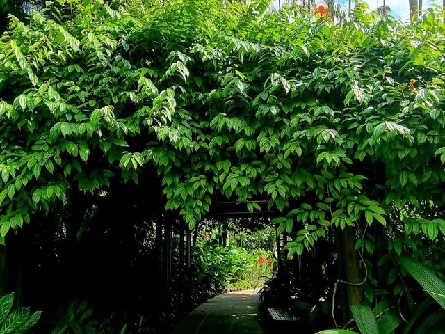 Nature Tranquil 