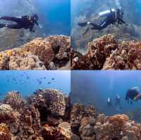 ไปเรียนดำน้ำ OPEN WATER ที่เกาะเต่ากัน🐢