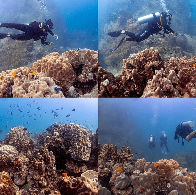 ไปเรียนดำน้ำ OPEN WATER ที่เกาะเต่ากัน🐢