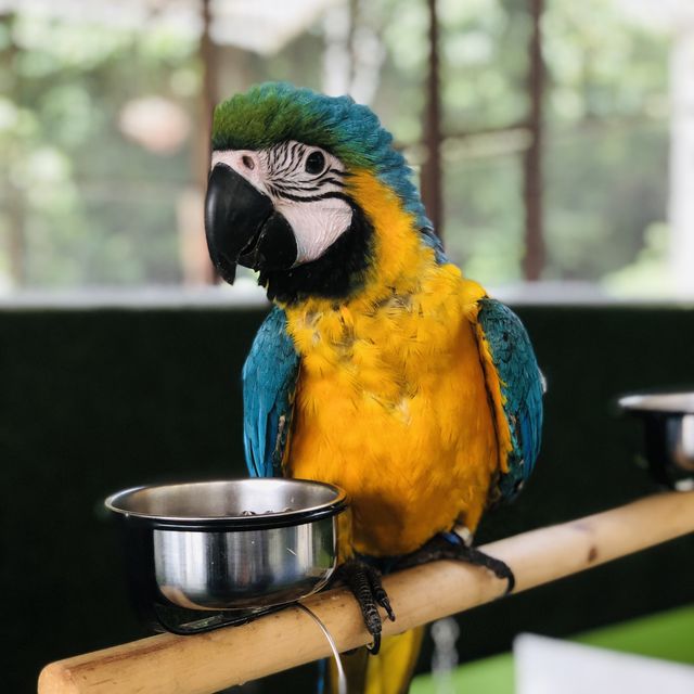 Mini Zoo of Kuala Krai